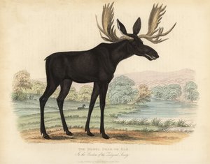 ヘラジカやヘラジカ、Alces alces。 作： William Smellie