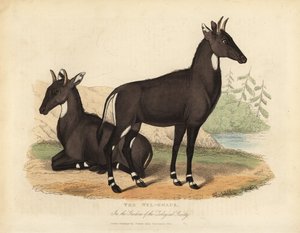 ニルガイまたはブルーブル（Boselaphus tragocamelus）。 作： William Smellie
