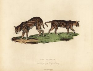 オセロット（Leopardus pardalis）。 作： William Smellie