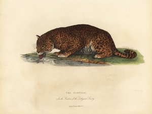 パンサー、Panthera pardusまたはPanthera onca。 作： William Smellie