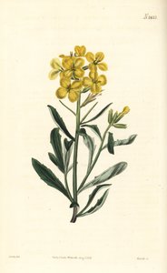 Smelly Wallflower, Erysimum odoratum (甘い香りのする高山のヘッジマスタード、Erysium lanceolatum minus).William Curtis