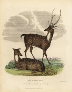 沼地の鹿（バラシンガ）、Rucervus duvaucelii。 作： William Smellie