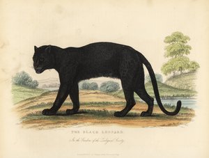 黒豹（Panthera pardus）。 作： William Smellie