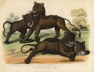 動物学会の庭園にいるライオンの子供たち。 作： William Smellie
