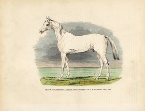 サラブレッド・アラビアン・ホース・イマーム 作： William Smellie