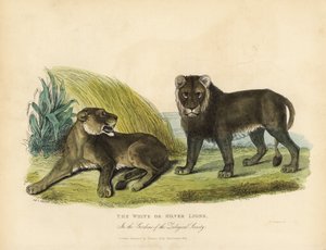 白または銀のライオン、Panthera leo melanochaita。 作： William Smellie