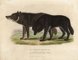 ハドソン湾のオオカミ、Canis lupus。 作： William Smellie