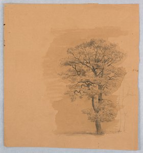 葉の研究 作： William Stanley Haseltine
