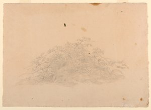 葉の研究 作： William Stanley Haseltine