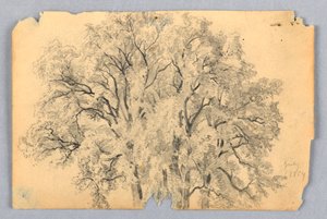 ニレの木の研究 作： William Trost Richards