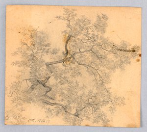 ニレの木の研究 作： William Trost Richards