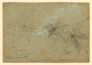 葉の研究 作： William Trost Richards