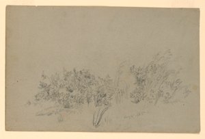 葉の研究 作： William Trost Richards