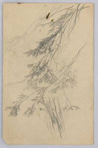 葉の研究 作： William Trost Richards