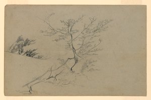 葉の研究