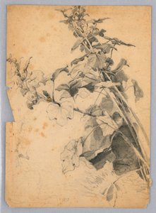 葉の研究 作： William Trost Richards