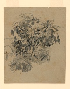 葉の研究 作： William Trost Richards