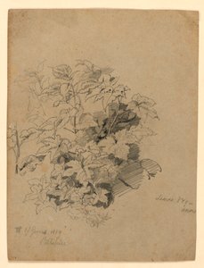 葉の研究 作： William Trost Richards