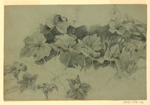 葉の研究