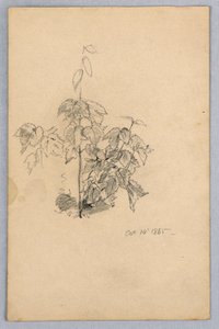 葉の研究 作： William Trost Richards