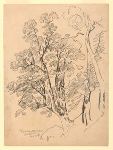 葉の研究、Trachselwald、ベルン、スイス