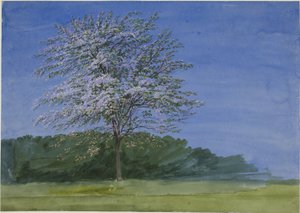 咲く木の研究 作： Joseph Mallord William Turner
