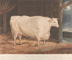 The Durham White Ox / Of the paranneltu Tees Water Breed, / kirjoittanut John Nesham, Esqr. / Kasvattu ja ruokittu / Houghton le Springistä, Durhamista 作： William Ward
