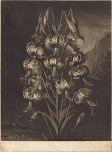 素晴らしいユリ 作： William Ward after Philip Reinagle