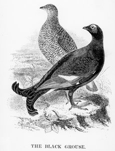 黒ライチョウ、ウィリアムヤレルによる「英国の鳥の歴史」のイラスト、1843年に初公開 作： William Yarrell