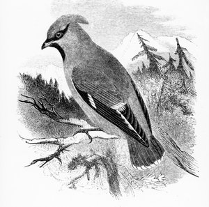 ボヘミアンワックスウィング、ウィリアムヤレルによる「英国の鳥の歴史」のイラスト、1843年に初公開