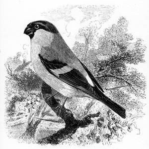 ブールフィンチ、ウィリアムヤレルの「英国の鳥の歴史」のイラスト、1843年に初公開 作： William Yarrell