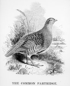 コモンパートリッジ、ウィリアムヤレルによる「英国の鳥の歴史」のイラスト、1843年に初公開 作： William Yarrell