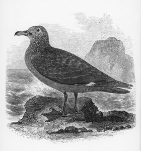 コモンスクア、ウィリアムヤレルの「英国の鳥の歴史」のイラスト、1843年に初公開 作： William Yarrell