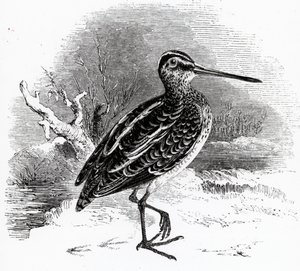 コモンスナイプ、ウィリアムヤレルによる「イギリスの鳥の歴史」のイラスト、1843年に初公開