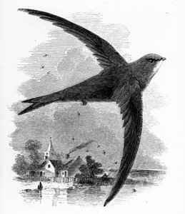 コモンスウィフト、ウィリアムヤレルによる「英国の鳥の歴史」のイラスト、1843年に初公開 作： William Yarrell