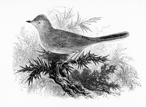 ダートフォードワーブラー、ウィリアムヤレルによる「英国の鳥の歴史」のイラスト、1843年に初公開 作： William Yarrell