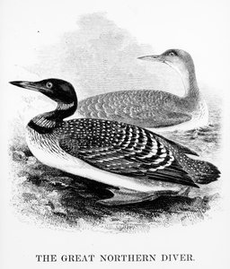 グレートノーザンダイバー、ウィリアムヤレルによる「イギリスの鳥の歴史」のイラスト、1843年に最初に出版された（木版画） 作： William Yarrell