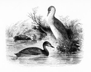 ウィリアムヤレルによる「英国の鳥の歴史」のリトルカイツブリ、またはダブチックのイラスト、1843年に初公開 作： William Yarrell
