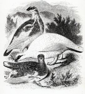 ターミガン、ウィリアムヤレルによる「英国の鳥の歴史」のイラスト、1843年に初公開 作： William Yarrell