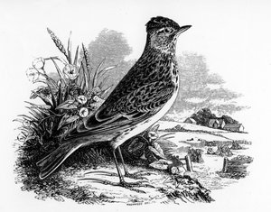 スカイラーク、ウィリアムヤレルによる「英国の鳥の歴史」のイラスト、1843年に初公開 作： William Yarrell