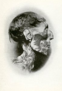 ラメセス2世のミイラの頭、19王朝の古代エジプトのファラオ、紀元前1212年、紀元前1926年。 作： Winifred Mabel Brunton