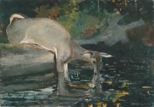 鹿の飲酒 作： Winslow Homer