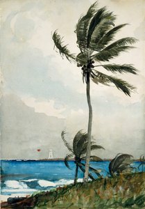 パームツリー、ナッソー、1898年 作： Winslow Homer