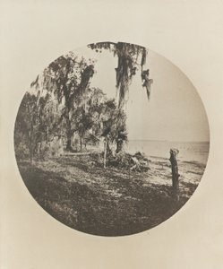 ヤシの木とビーチのシーン、フロリダの海岸、1904年 作： Winslow Homer