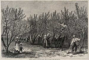 デラウェアで桃を選ぶ。 作： Winslow Homer