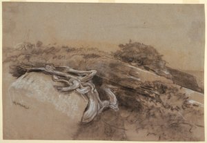 メイン州プロウツネックの木の根の研究 作： Winslow Homer