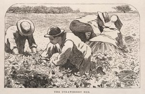 ストロベリー・ベッド 作： Winslow Homer