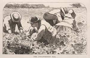 ストロベリーベッド、1868年。 作： Winslow Homer