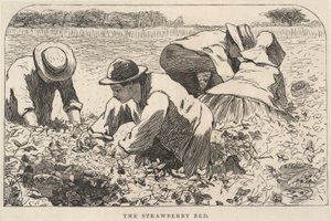 ストロベリー・ベッド（『Our Young Folks』1868年7月号より 作： Winslow Homer
