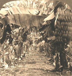 バナナプランテーションの中心部、ハワイ諸島、1901年。 作： Works and Sun Sculpture Studios